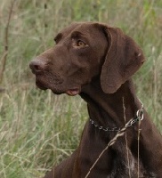 Étalon Braque allemand à poil court - Flavia Du val de cèze