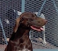 Étalon Braque allemand à poil court - Ika des Granges de la Dombes