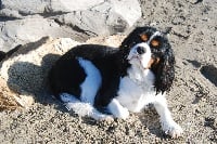 Étalon Cavalier King Charles Spaniel - Irina Du Relais D'Issanka