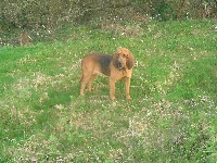 Étalon Chien de Saint-Hubert - Haize des limiers de l'Adour