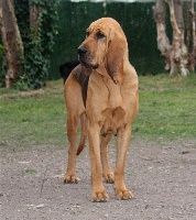 Étalon Chien de Saint-Hubert - Fantasia du chateau de Saint Louis