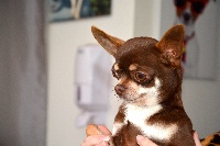 Étalon Chihuahua - Georges clooney lan van mechelaar