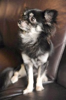 Étalon Chihuahua - Giovanni (Sans Affixe)