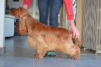 Étalon Cocker Spaniel Anglais - cachel Goldfever