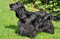 Étalon Cocker Spaniel Anglais - Jtéquila (Sans Affixe)