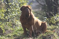 Étalon Dogue de Bordeaux - Grimm z orisku