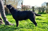 Étalon Labrador Retriever - Jivara Du Domaine De Biazak