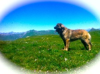 Étalon Leonberger - Haïna De la grande bergerie
