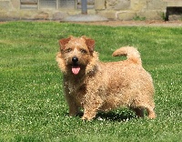 Étalon Norfolk Terrier - CH. marks Vivian amber