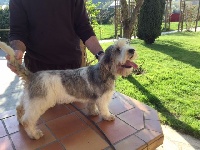 Étalon Petit Basset griffon vendeen - Java des Bords de L'Anse