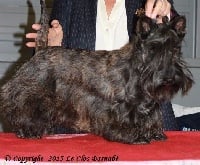 Étalon Scottish Terrier - CH. Izzie du clos barnabé