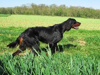 Étalon Setter Gordon - TR. Isla De La Vallée Des Epinettes