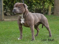 Étalon Staffordshire Bull Terrier - Iron blue (Sans Affixe)