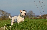 Étalon Staffordshire Bull Terrier - Ghaïs Du Soleil Vert