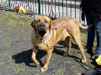 Étalon Tosa - Dino junior Z Horowych Bagien