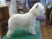 Étalon West Highland White Terrier - Havana of White Thistle