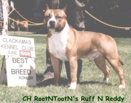 CH. rootntootn’s Ruff n reddy