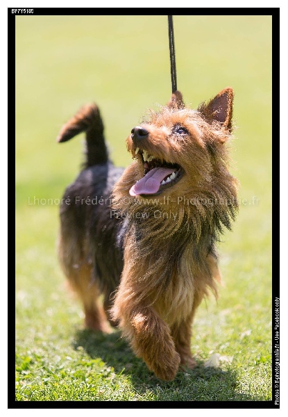 Publication : Blue Boomerang Auteur : F LHonoré