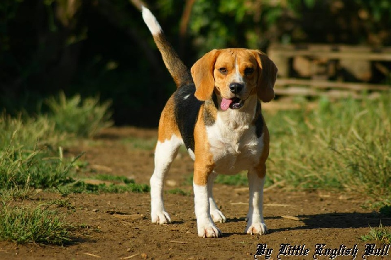 Houna de chante-couriol