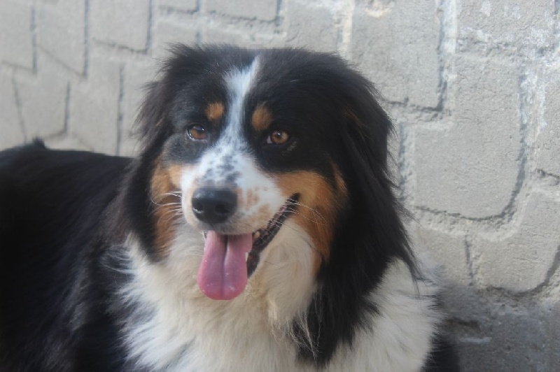 Publication : du Rêve de la patte d'or Auteur : Julie