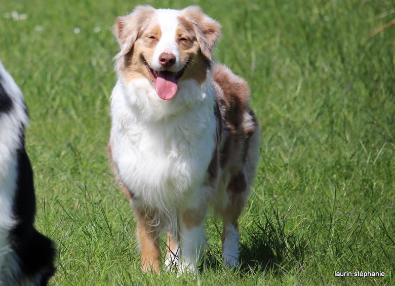 Publication : De L'Etoile De Saphir Auteur : LAURIN STEPHANIE