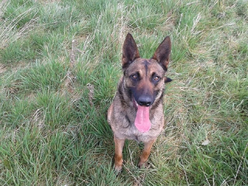 Grimm au paradis d'orsy