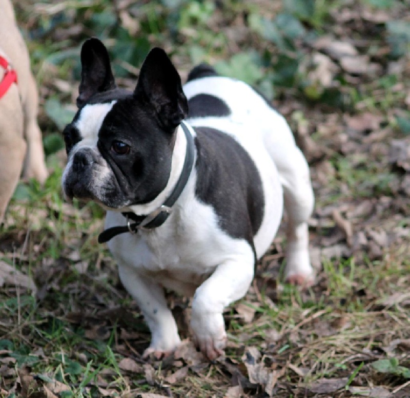 Dune Des princes aux quatre vents