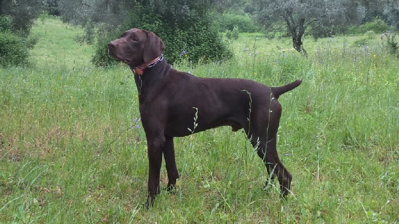 Publication : De Moca-Croce 