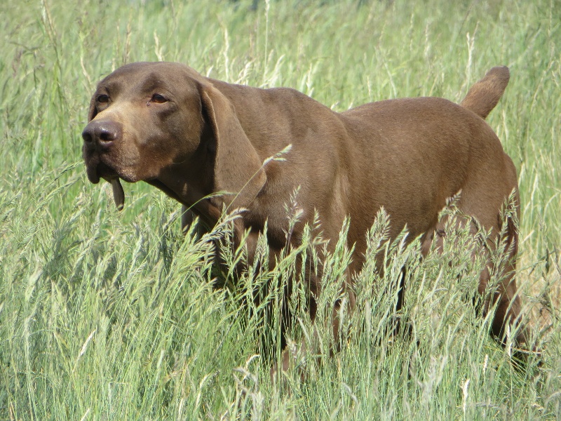 Publication : du vallon de Beaudini 