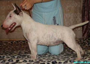 CH. moolti Super modnaya son'ka ot yuli