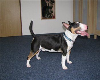 CH. Bullovers little john wildfamy