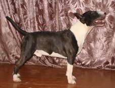 CH. bullaktiv Shaded moon