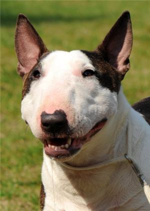 CH. Beauty dinky wildfamy