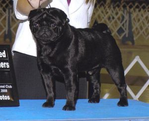 Publication : Pitch Black Face Pugs 