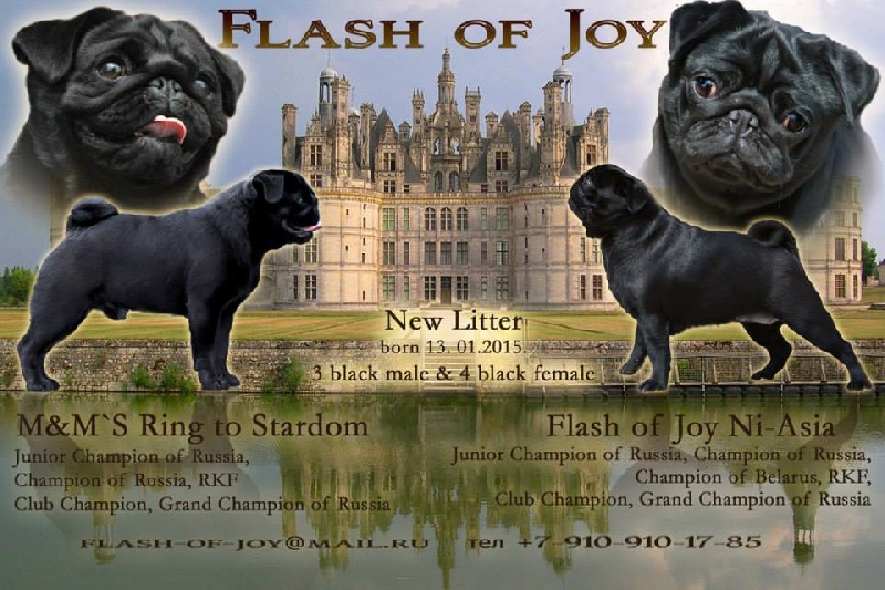 Publication : Pitch Black Face Pugs Auteur : Natalya BRYLKOVA (FLASH OF JOY)