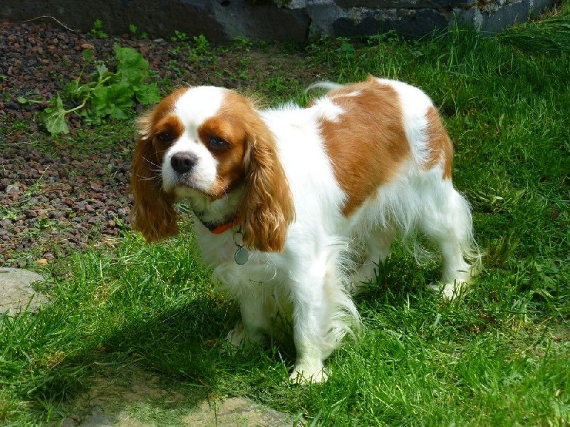 Publication : du clos des bartavelles Auteur : sylvie lemaire