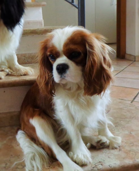 Publication : Diola's Redheart