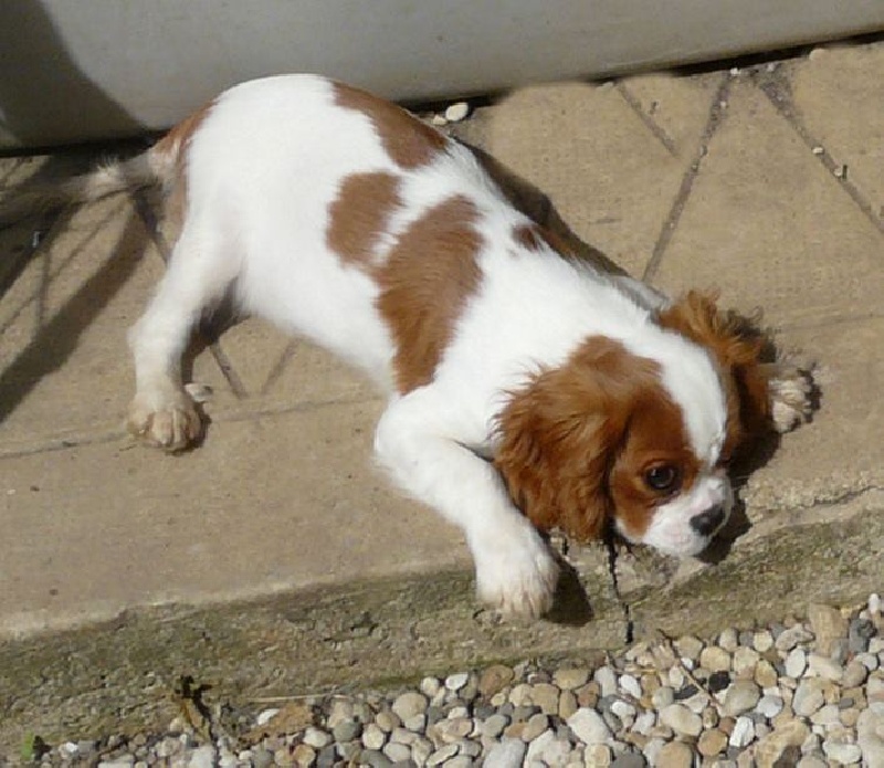 Publication : des Lys de Sainte Elisa Auteur : mamatoutou