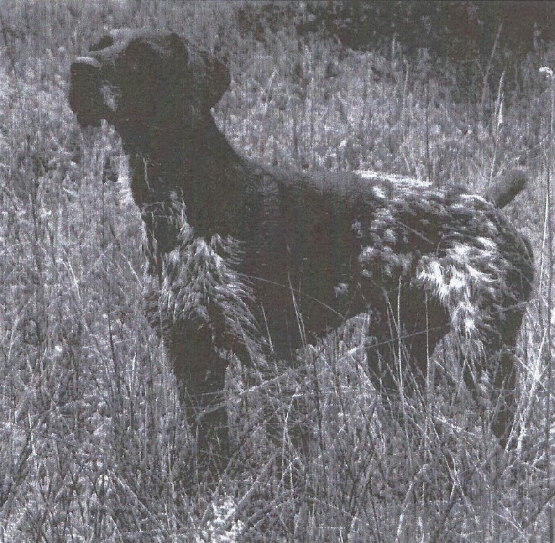 CH. Phébus des bruyères de la cerisaie