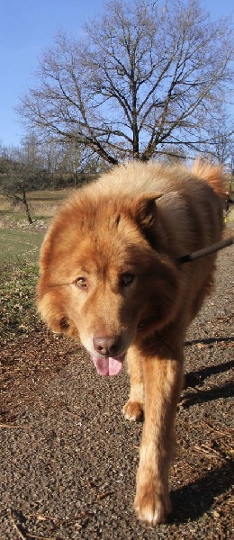 Publication : De Sadalbari 