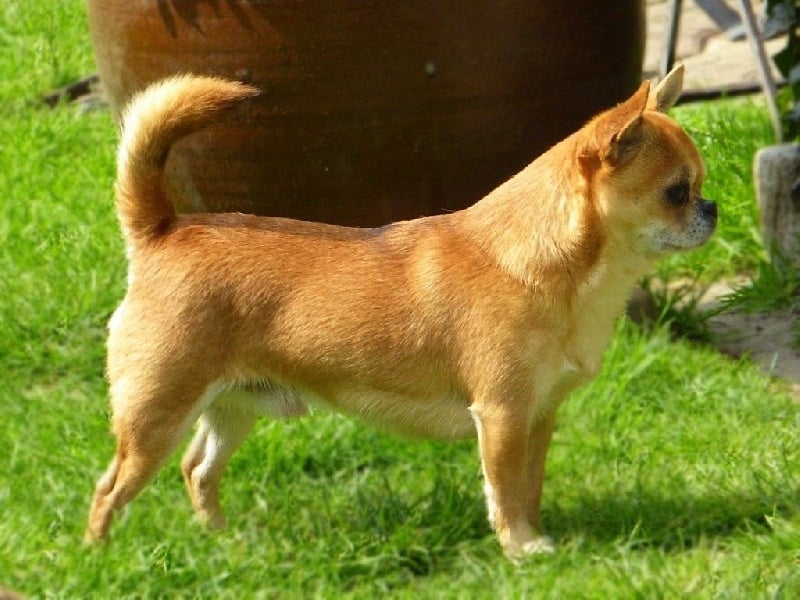 Gump du Manoir de Sancho