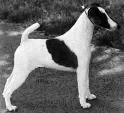 CH. Rapidan Whata wiseguy