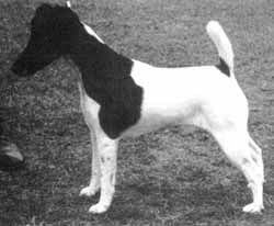 CH. proud fox Misty morn