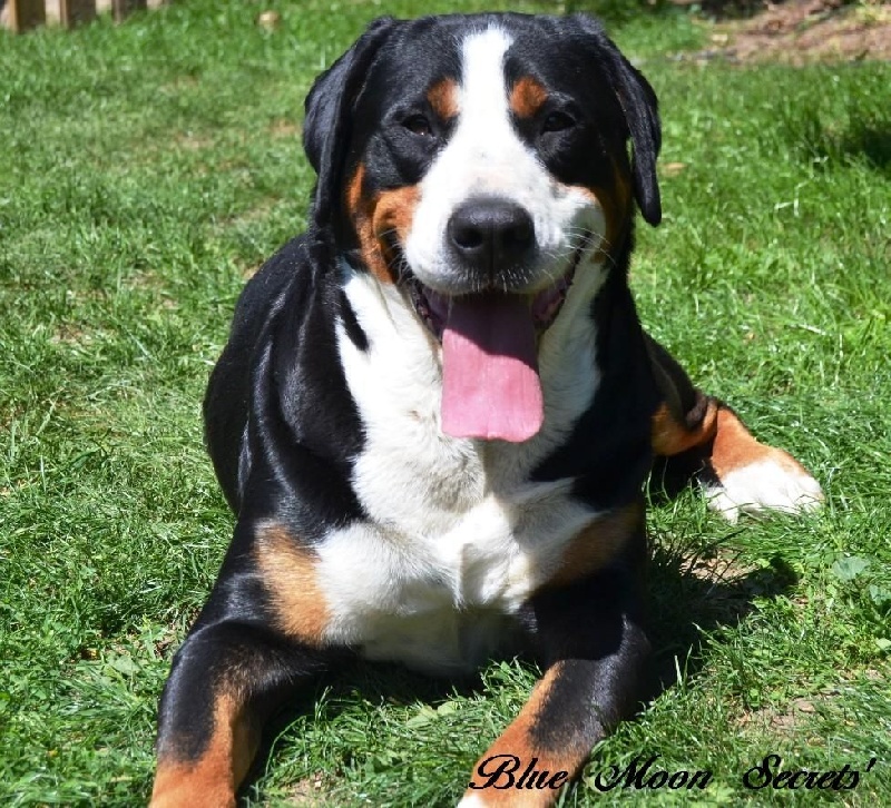 Bridgette (ginny) from swiss star