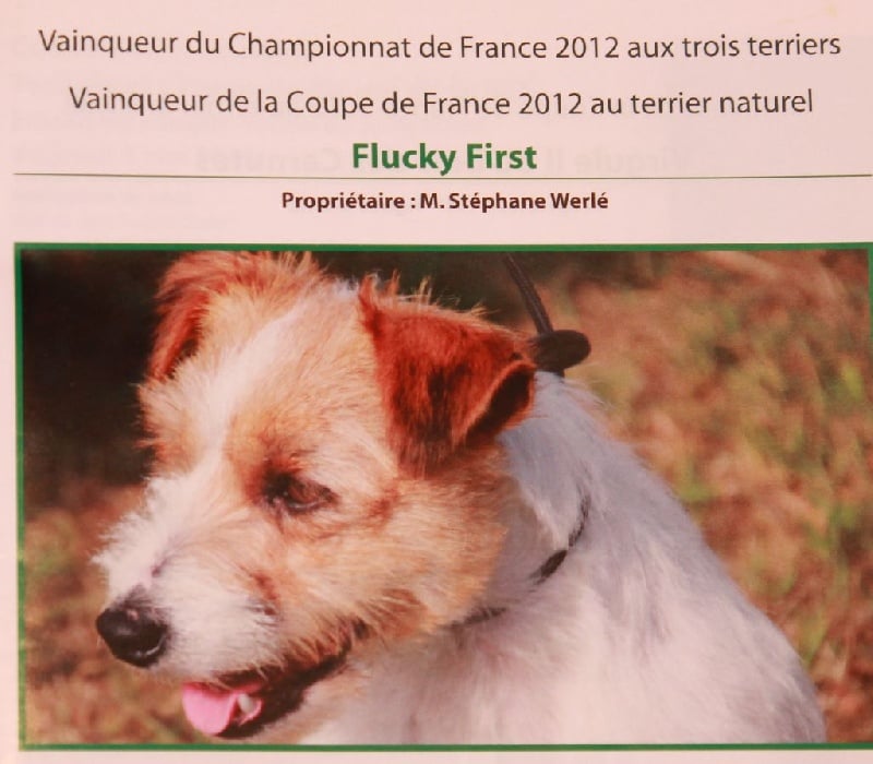 CH. Flucky (Sans Affixe)