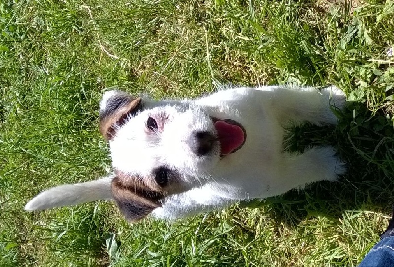 Publication : Des Gardiens Centaures Auteur : frosch Amandine