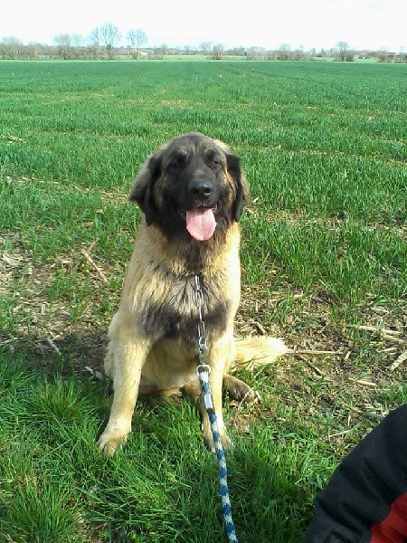 Ireine des lions de la ferronniere