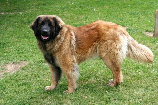 Publication : Des rives de la sevenne Auteur : Marie-Dominique Gonthier