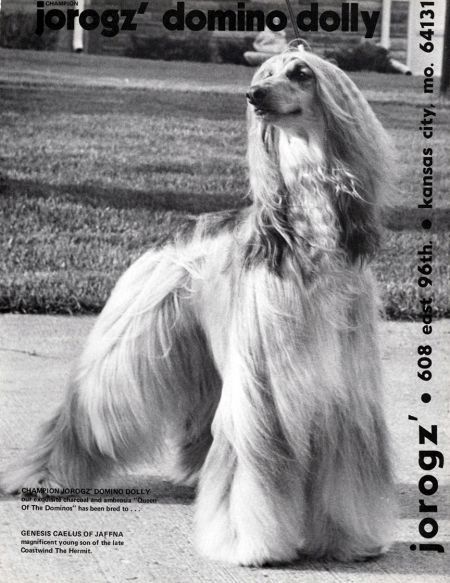 CH. jorogz' Domino dolly