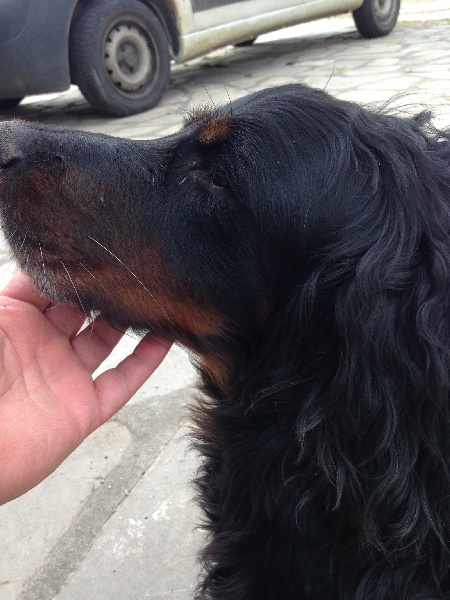 Ciaga de l'Enclos des Jonquilles